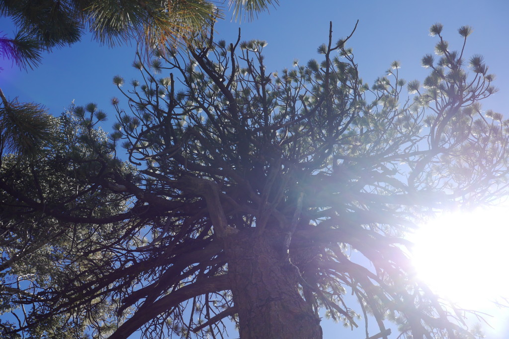 Cool tree in Mount Pinos