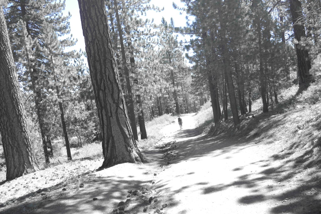 The trails at Mount Pinos